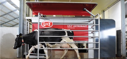 В Нидерландах создали робот с RFID для доения коров
