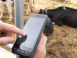 Мобильные RFID считыватели Chainway используются в системе учета поголовья животных на Ферме М2