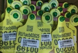 Ушные бирки «Силфлекс»: удобство, зашифрованное в QR