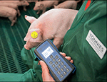 RFID в цепочке поставок мясной отрасли